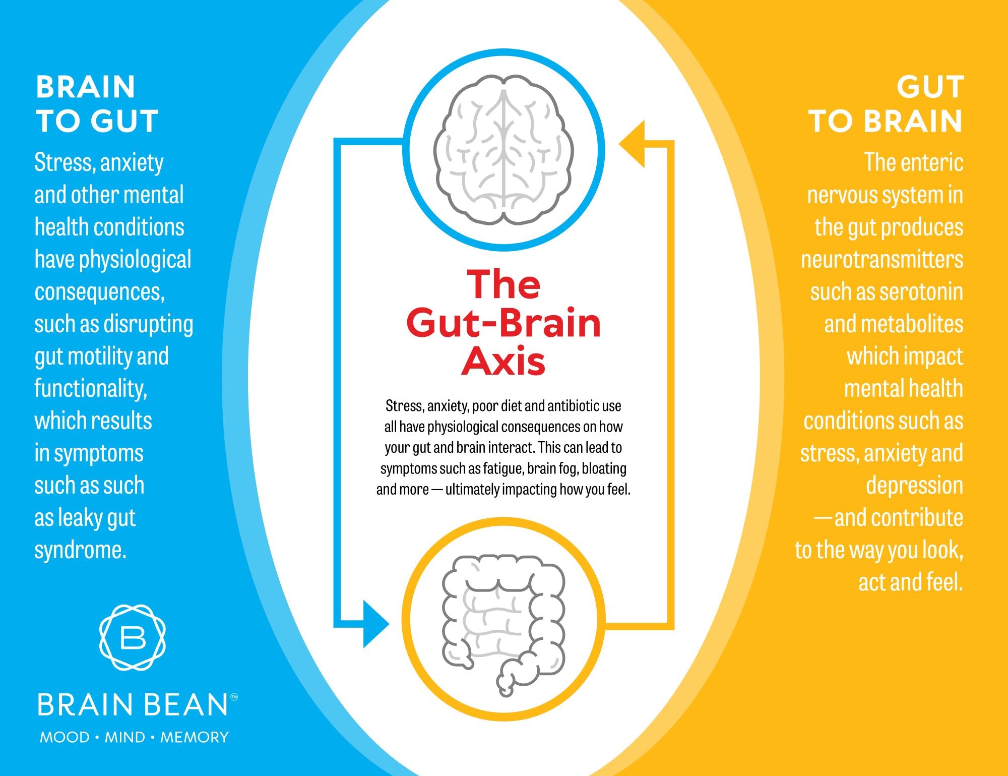 Infographic of the gut-brain axis showing bidirectional communication between brain and gut